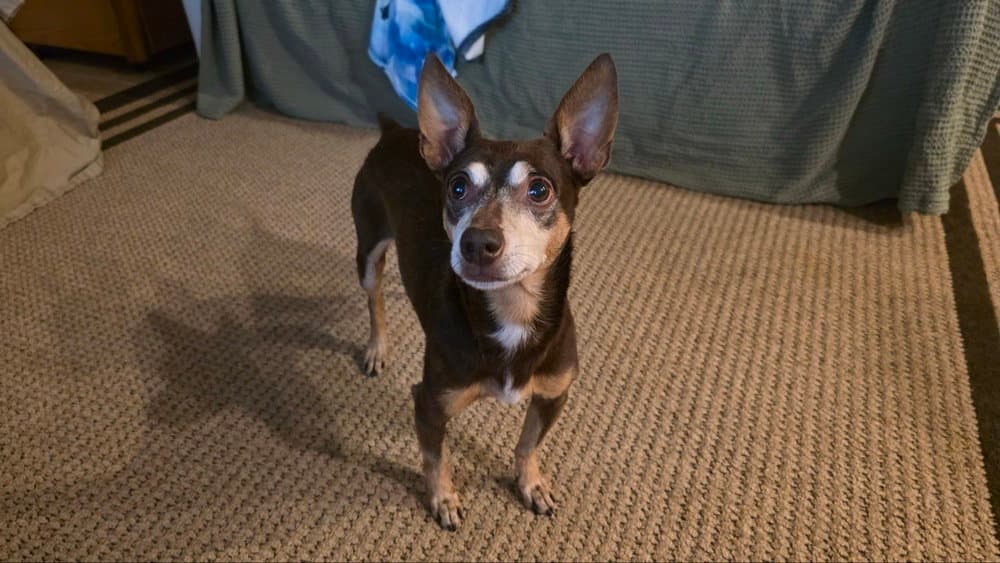Zag - Chihuahua