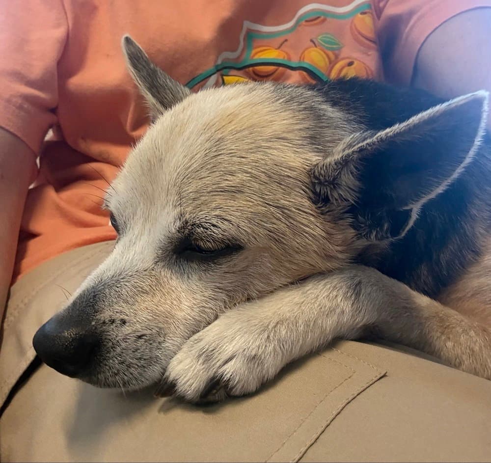 Peanut Butter - Chihuahua