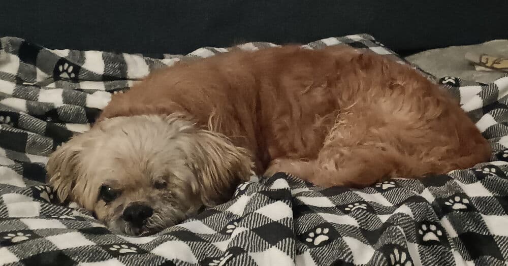 Grandpa Leo - Shih Tzu