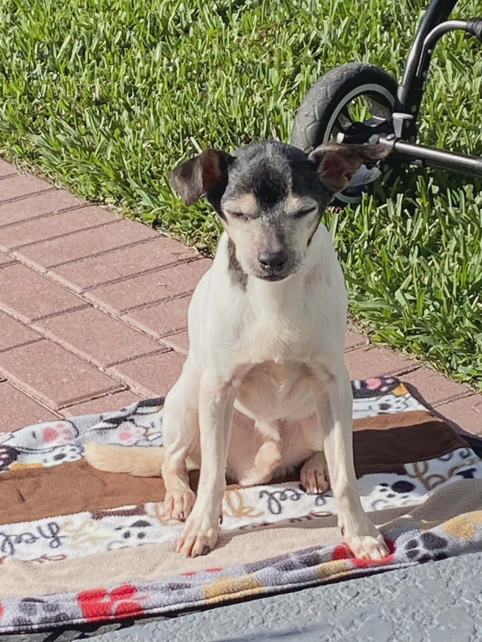 Branley - Rat Terrier