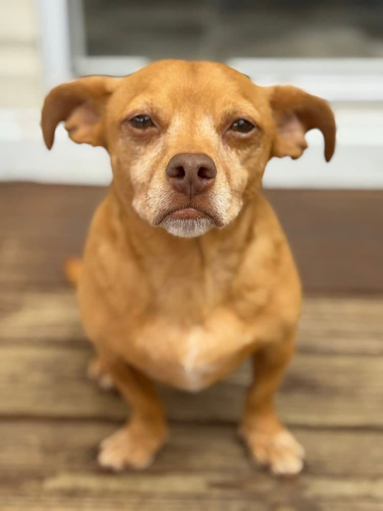 Cullen - Chihuahua