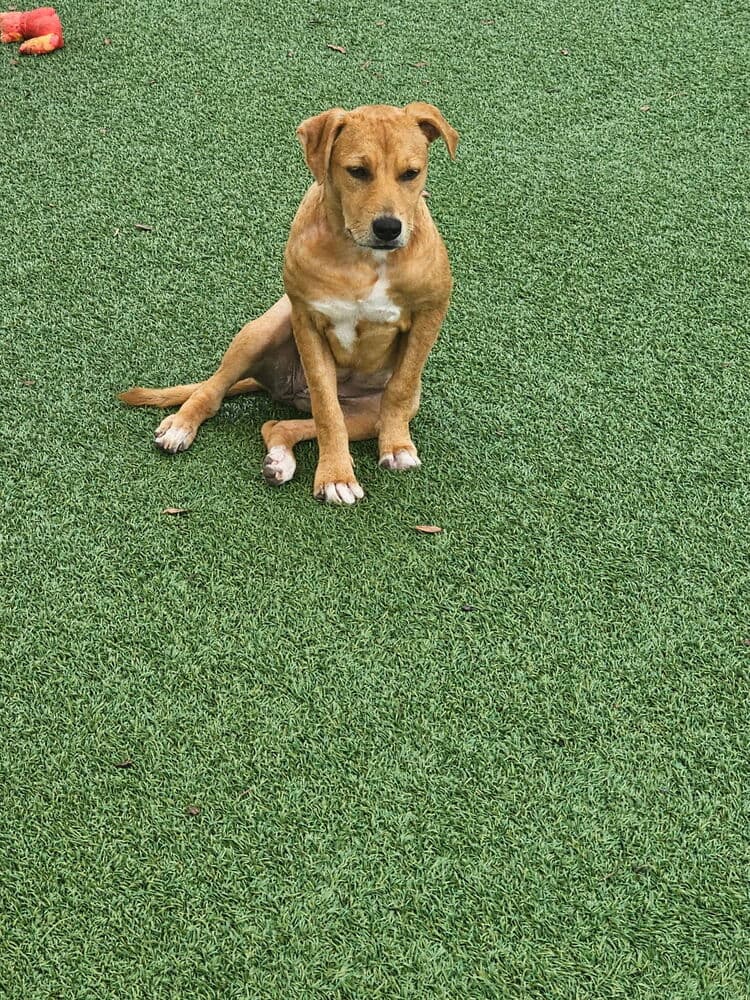 Anna - Labrador Retriever