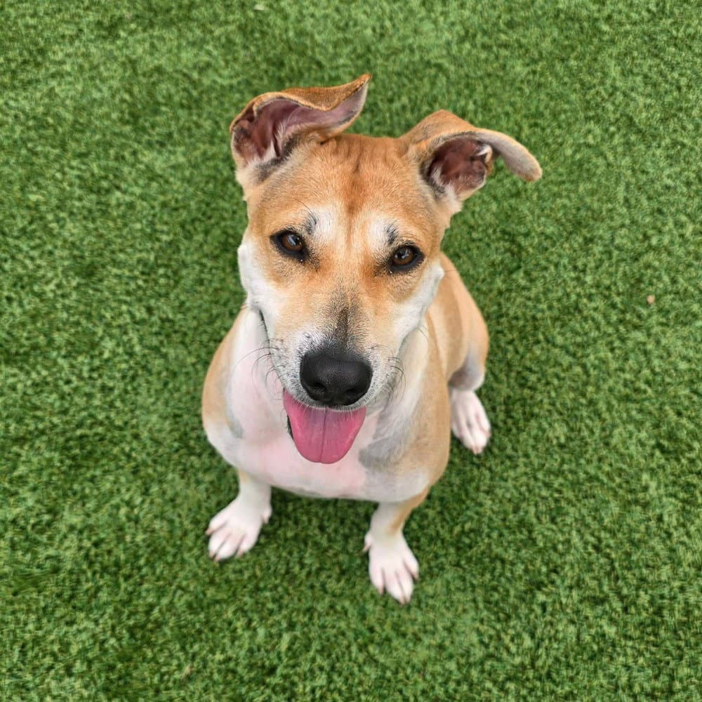 Pamela - Black Mouth Cur