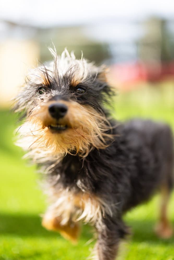 Kerfuffle - Yorkshire Terrier Yorkie