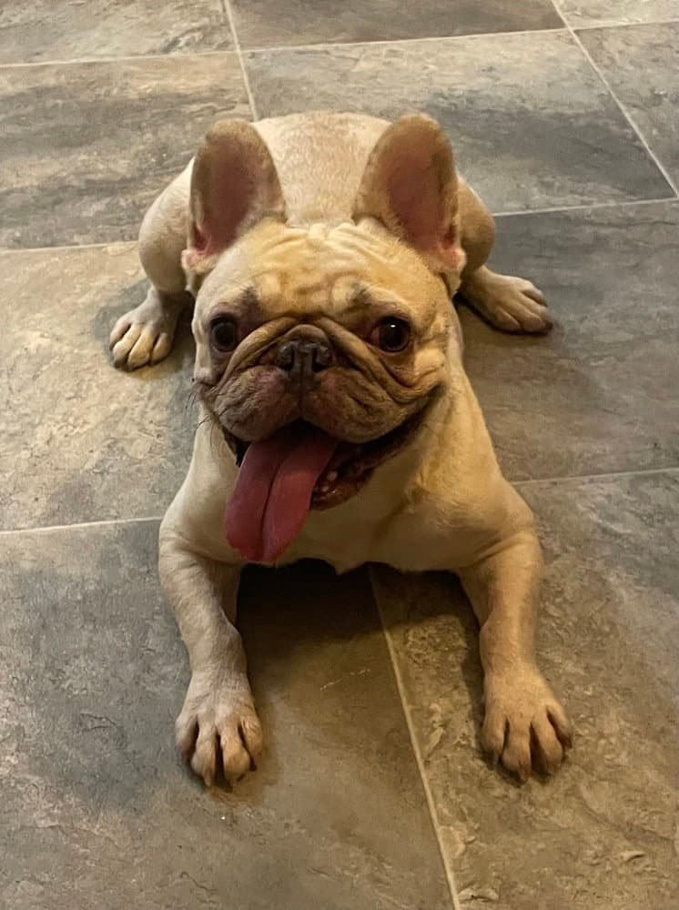 Juneau - French Bulldog