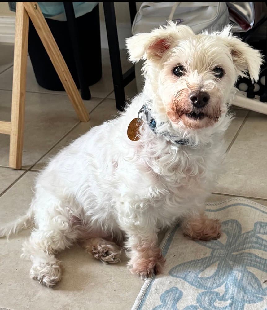 Snowee - Terrier
