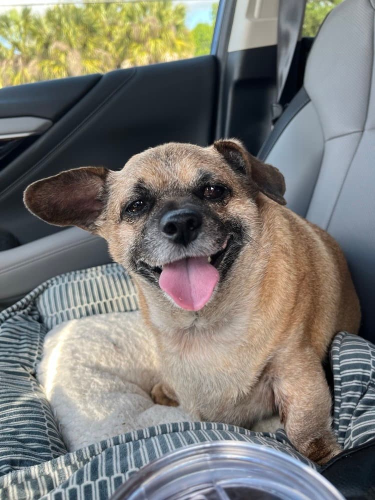Buster Rhymes - Pug