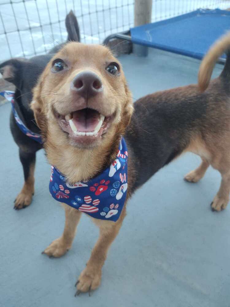 Cadbury - Chihuahua