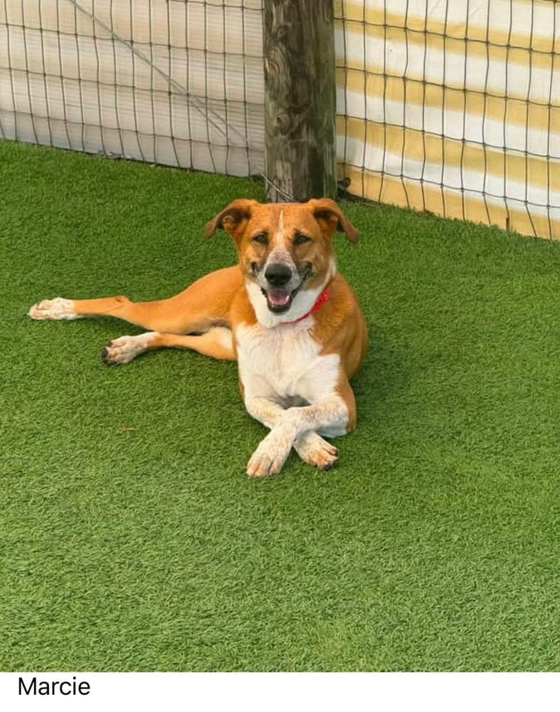 Marcie - Terrier