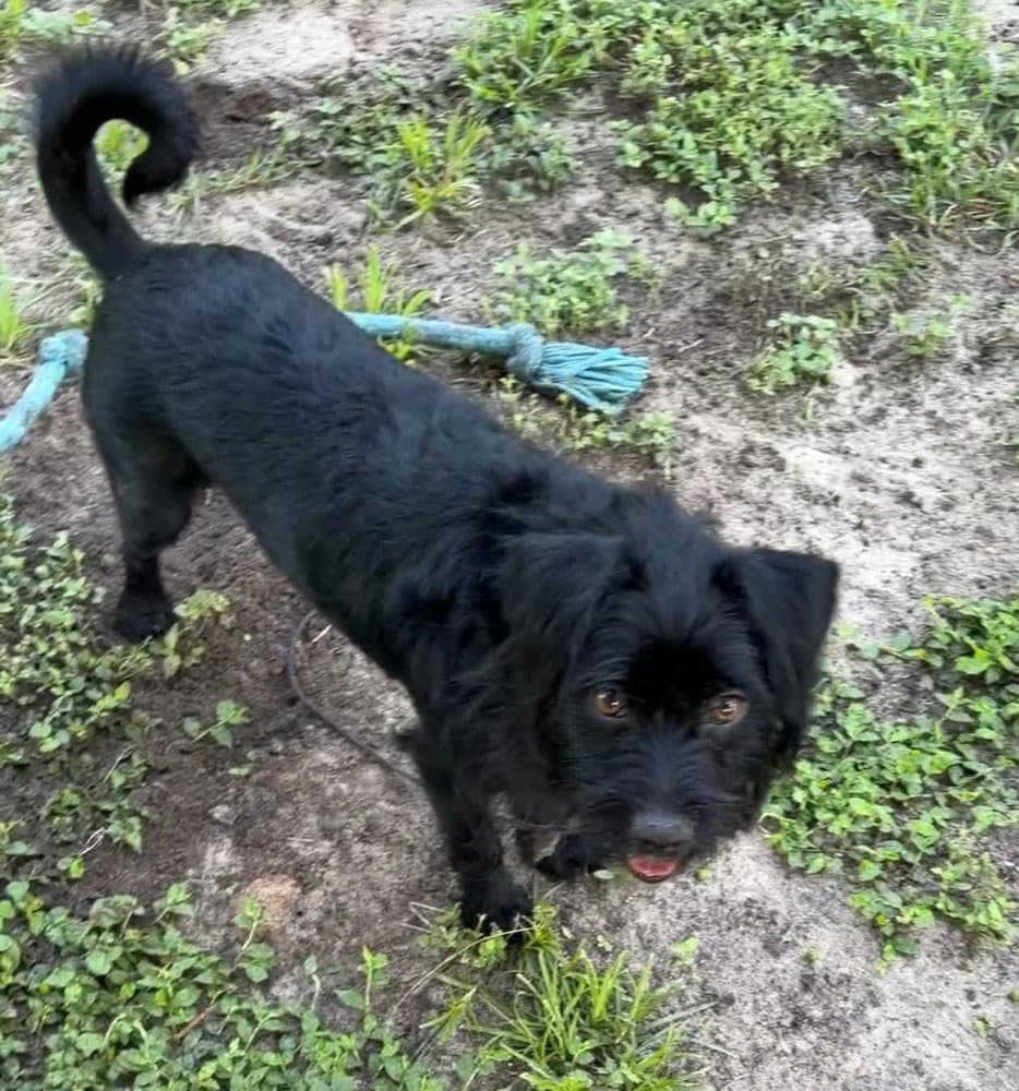 Moxie - Schnauzer