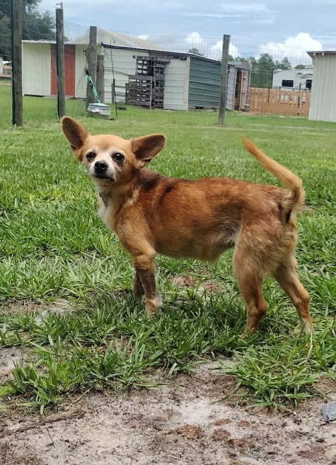 Etta - Chihuahua