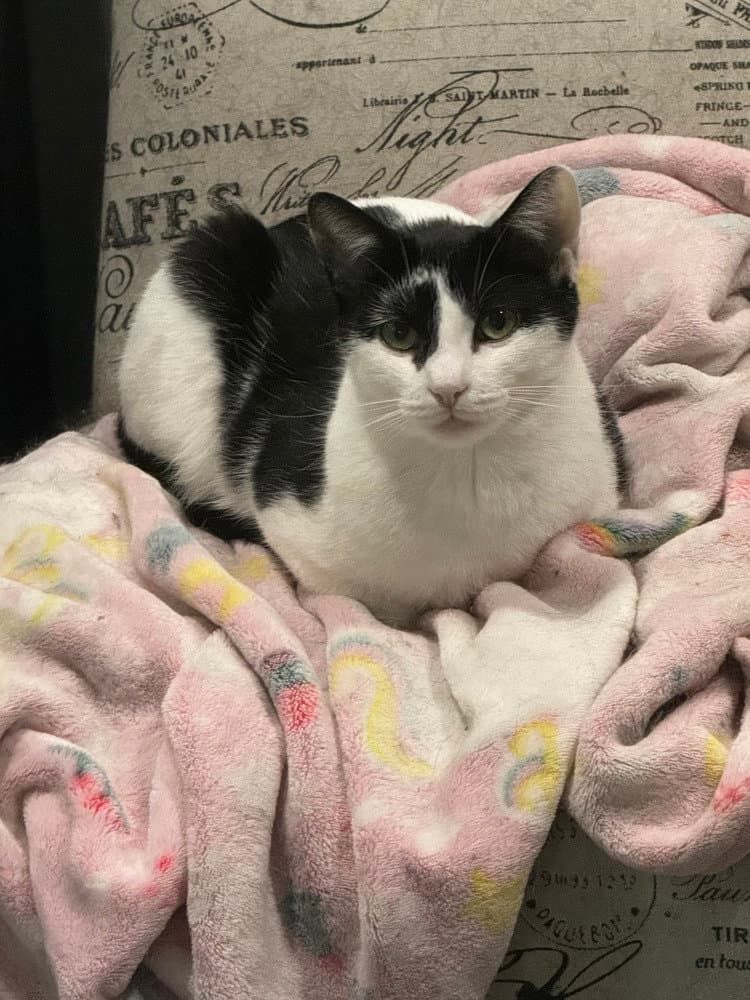 Ophelia Ritt - Domestic Short Hair