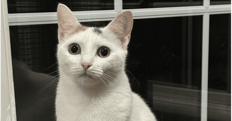 Pandora Ritt - Domestic Short Hair