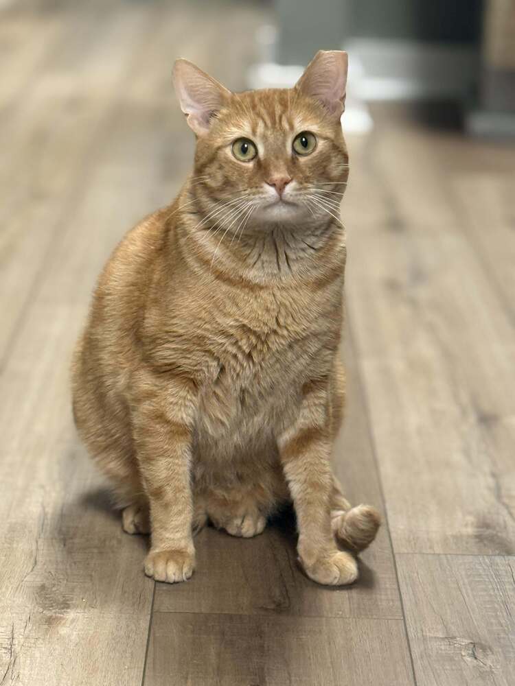 Benjamin Avery - Domestic Short Hair