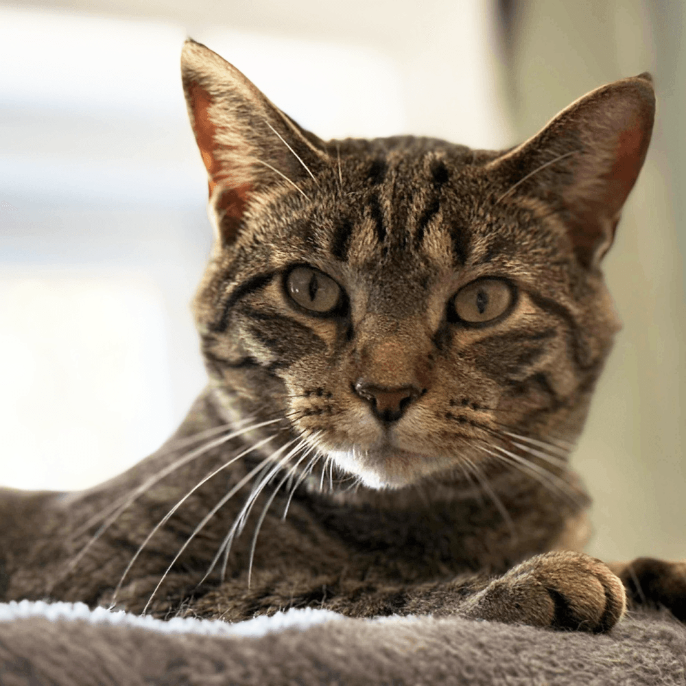 Snickers - Domestic Short Hair