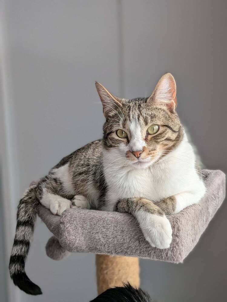 Twix - Domestic Short Hair