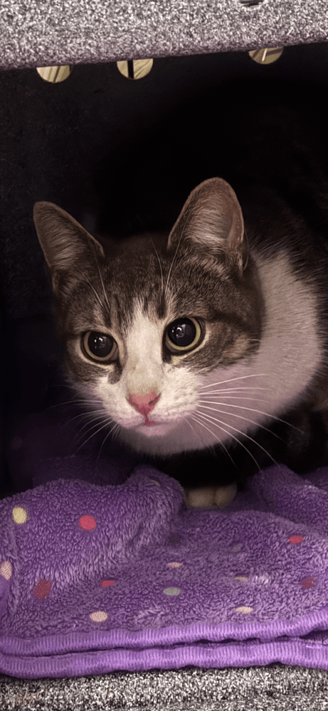 Lilly Avery - Domestic Short Hair