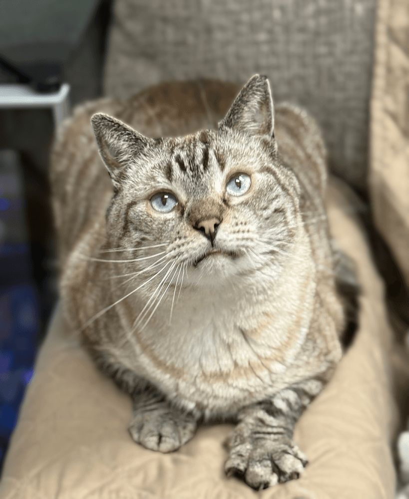 Condor Church - Siamese