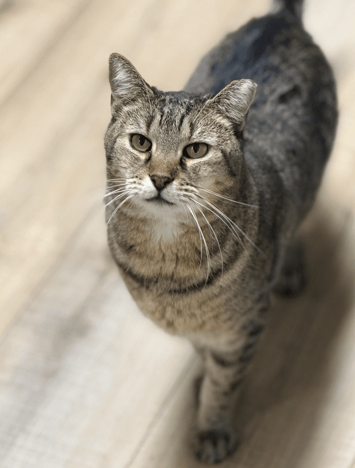 Bundy Orchard - Domestic Short Hair
