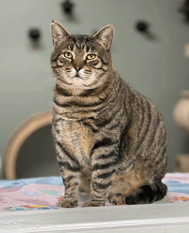 Lennox Avery - Domestic Short Hair