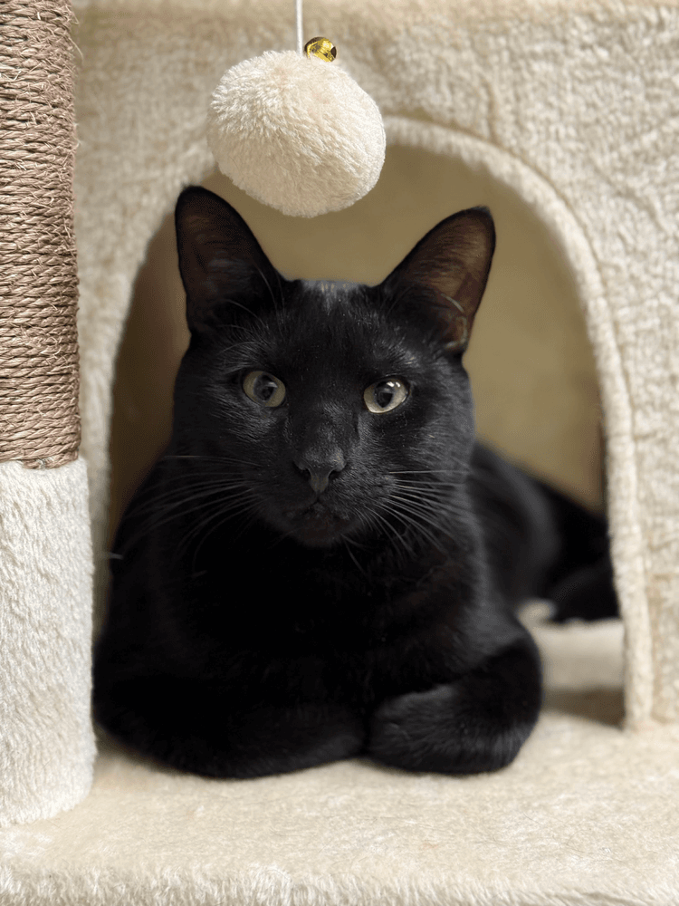 Blackjack Branch - Domestic Short Hair