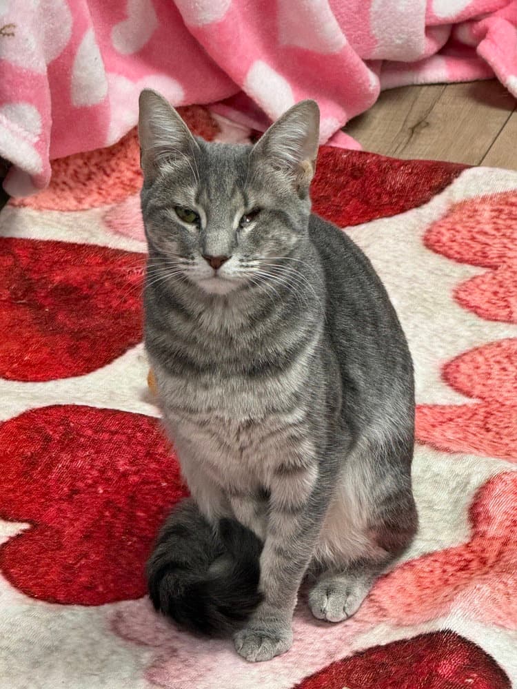 Polly Sailor - Domestic Short Hair