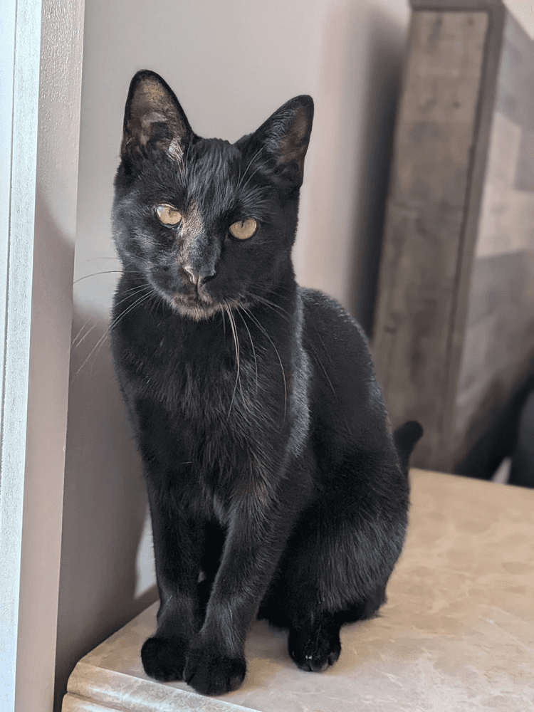 Bluto Sailor - Domestic Short Hair