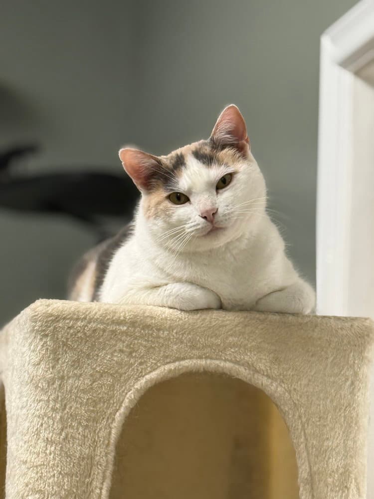 Avery Olaf - Domestic Short Hair