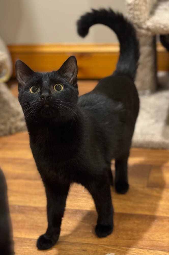 Shy Violet Rainbow Brite Sailor - Domestic Short Hair