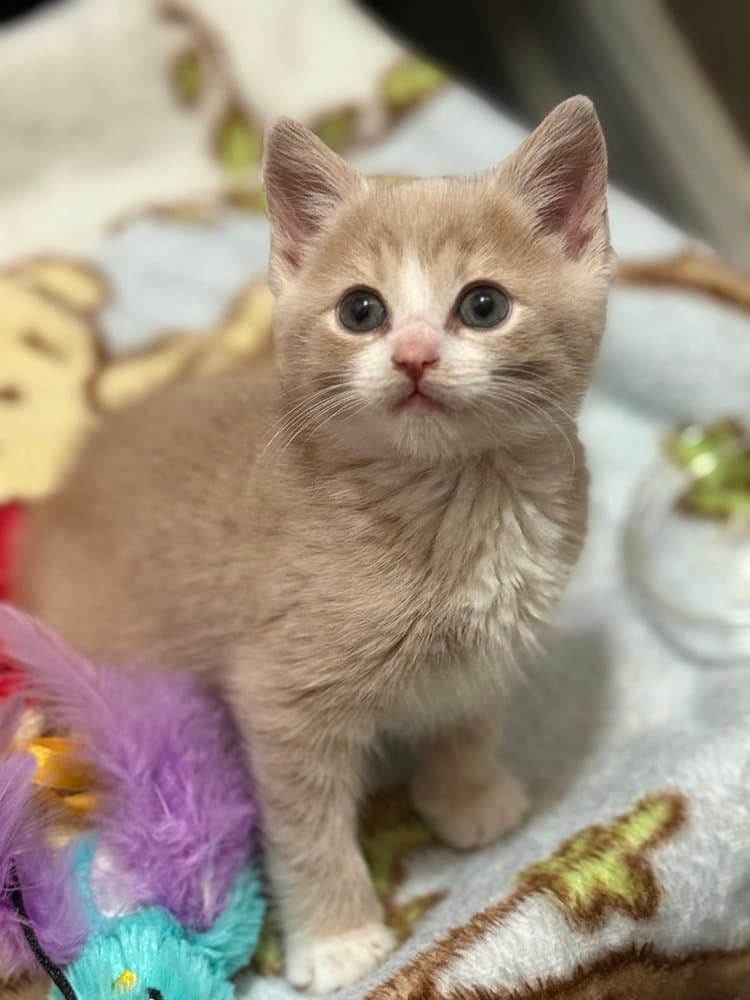 Dutton - Domestic Short Hair