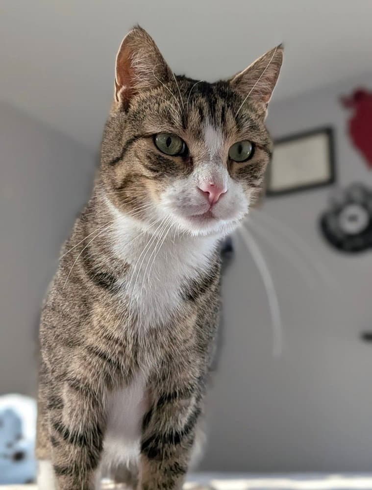 Alford Orchard - Domestic Short Hair