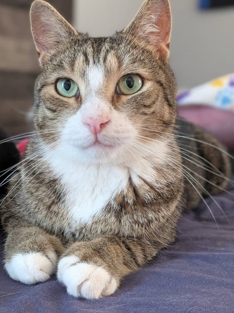 Alford Orchard - Domestic Short Hair