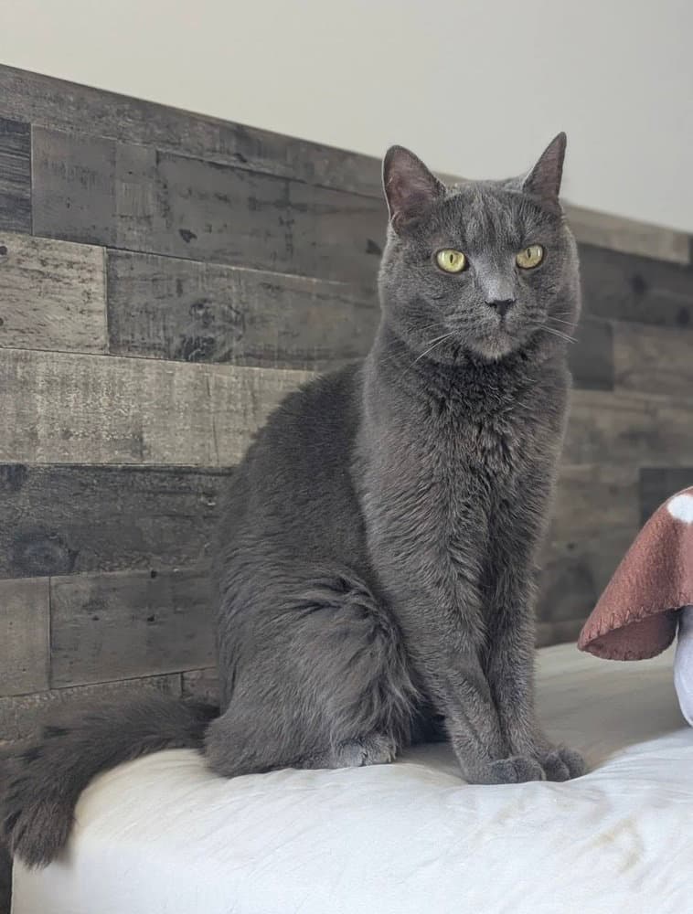 Aros Orchard - Domestic Short Hair