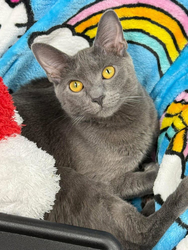 Crowley Valet - Domestic Short Hair