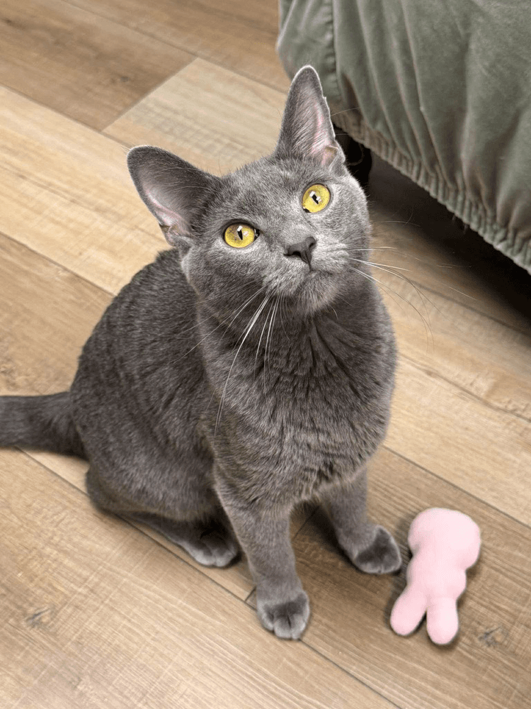 Crowley Valet - Russian Blue