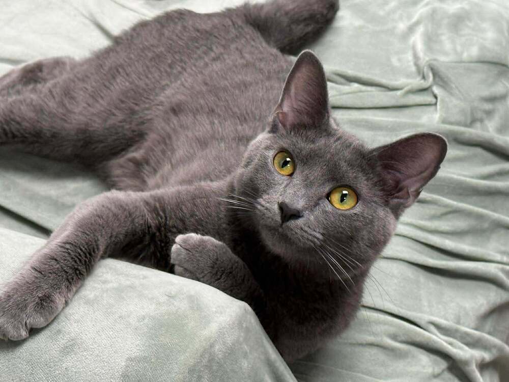 Crowley Valet - Russian Blue