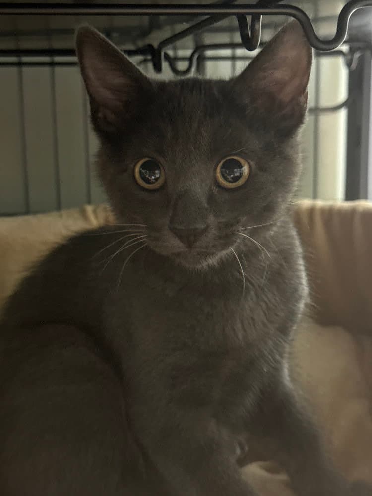 Lark - Domestic Short Hair