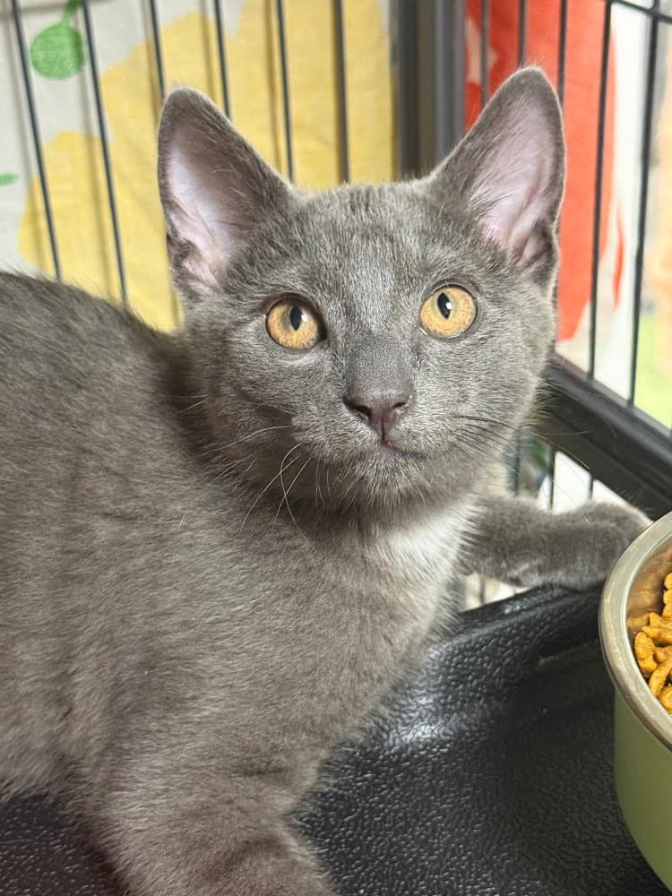 Oren - Domestic Short Hair