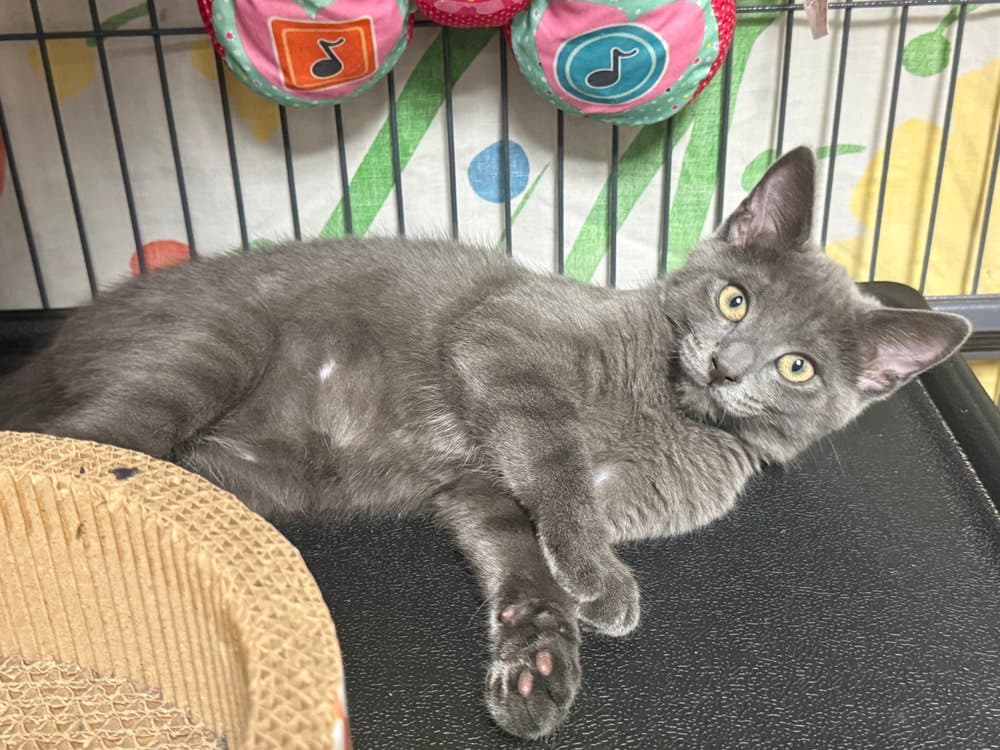 Fern - Domestic Short Hair