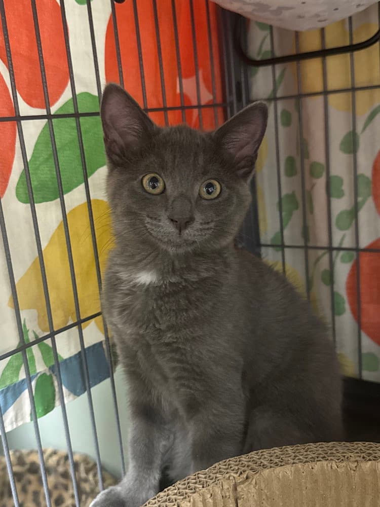 Eden - Domestic Short Hair