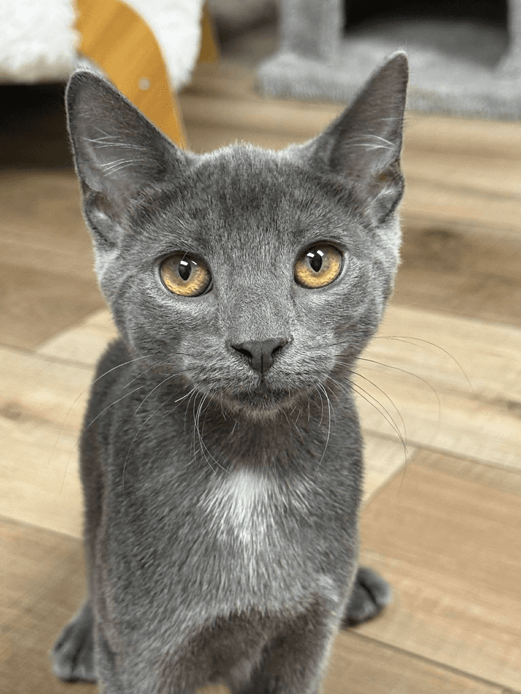 Eden - Domestic Short Hair