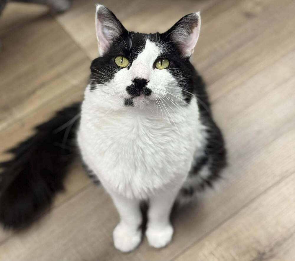 Twister Branch - Domestic Short Hair