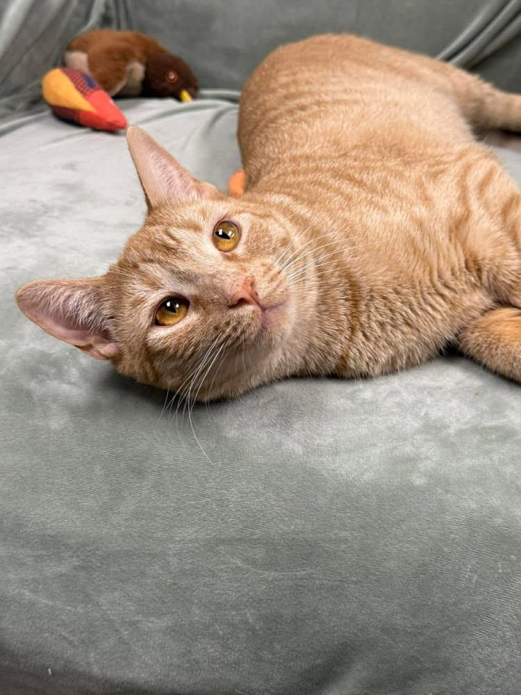 Newton Orchard - Domestic Short Hair