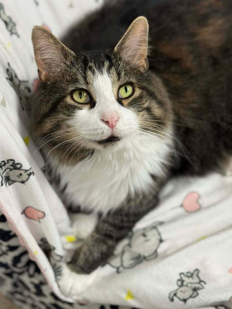 Goliath Warren - Domestic Long Hair
