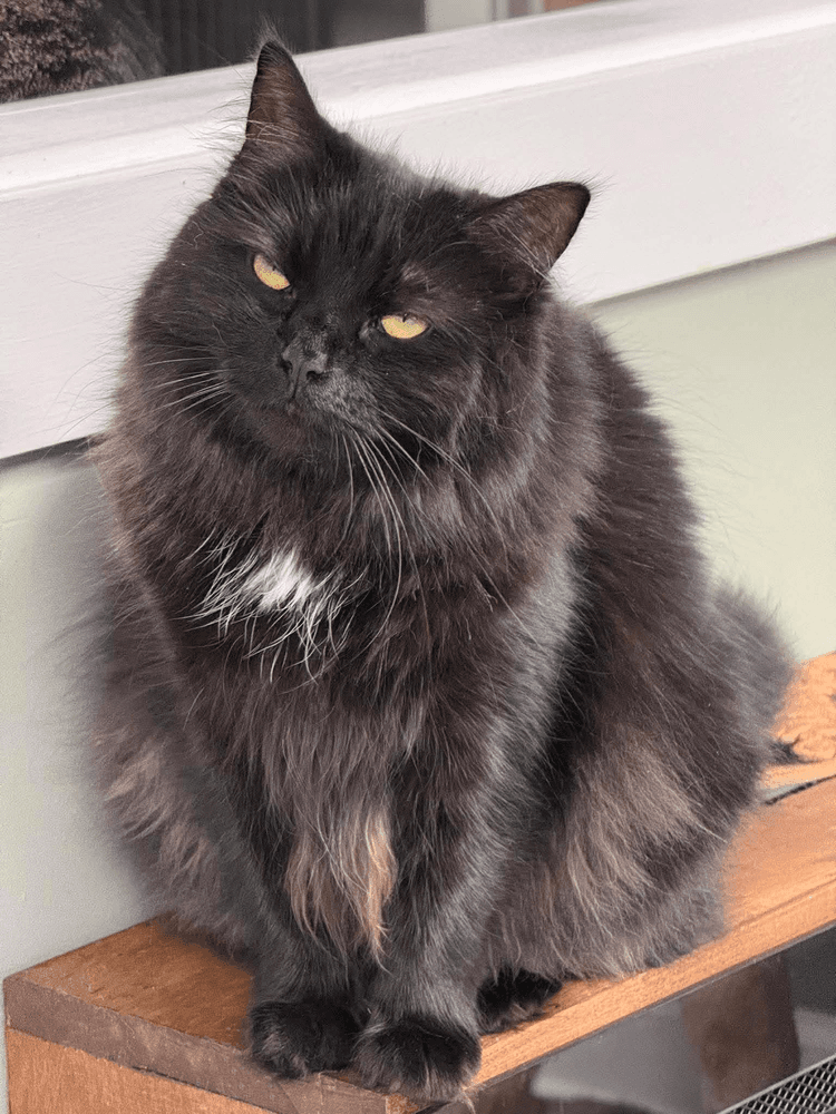 Trixie Sailor - Domestic Long Hair