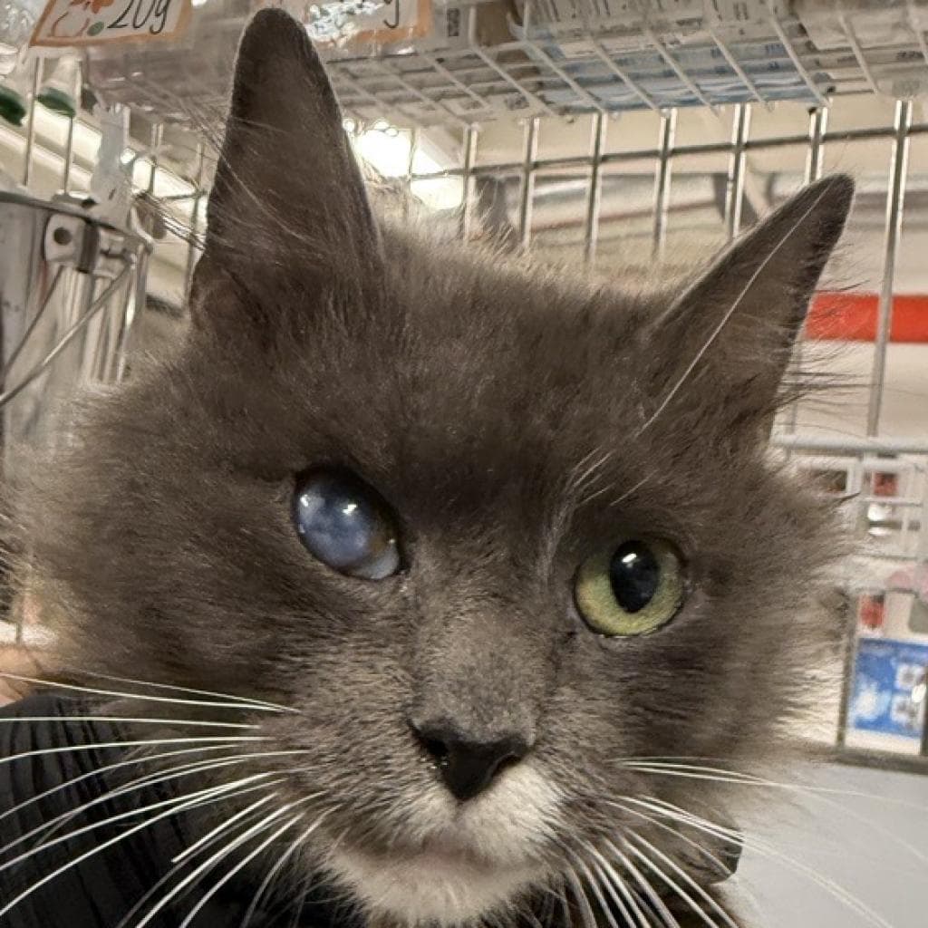 Honey - Domestic Long Hair