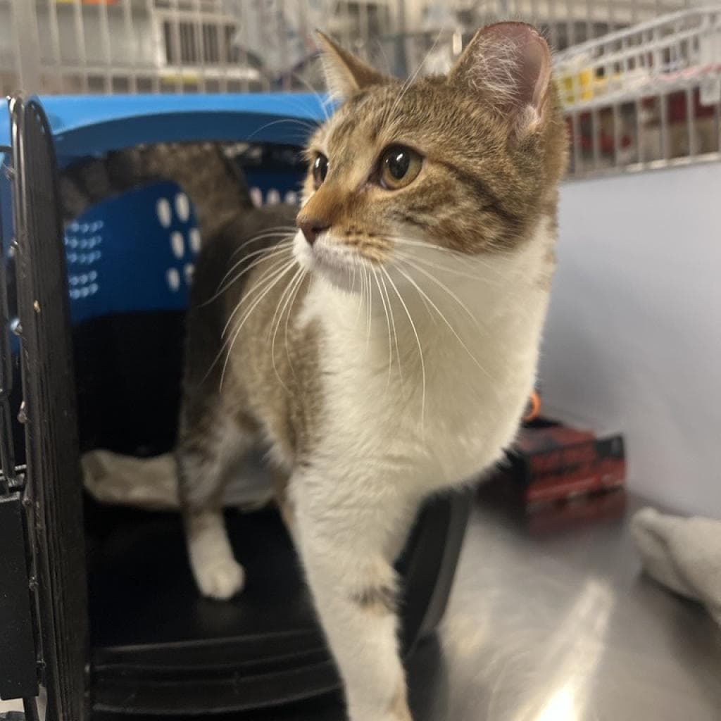 Bonbon - Domestic Short Hair