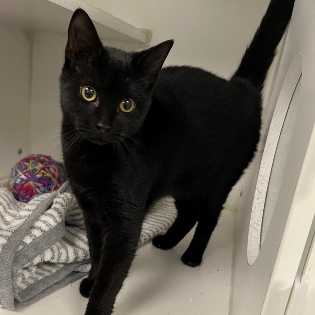 Jolissa - Domestic Short Hair