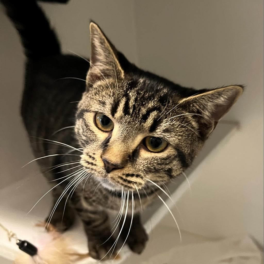 Nikita - Domestic Short Hair