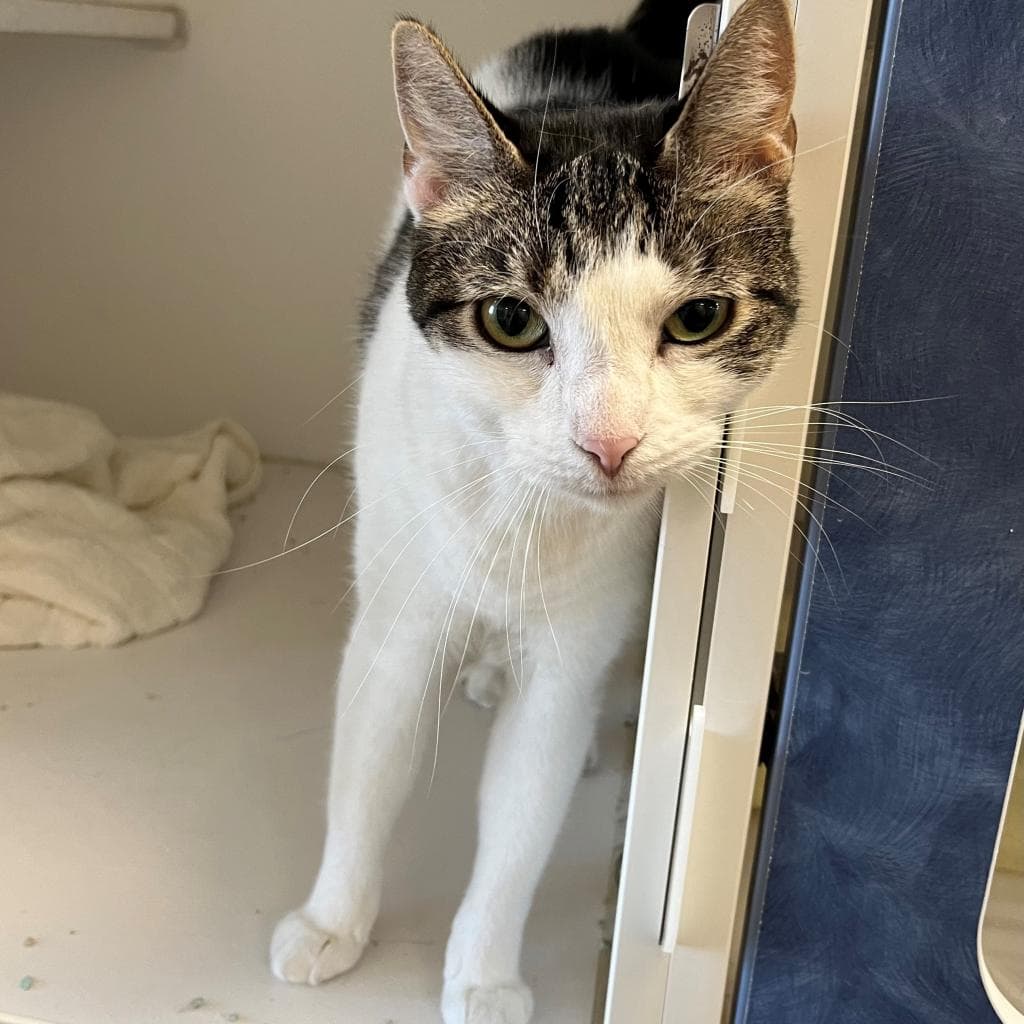 Mia - Domestic Short Hair
